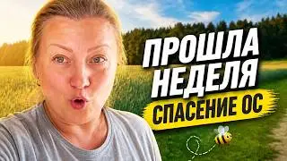 Прошла неделя\Спасение ос