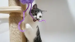 What happens when cats have purple caterpillars?🐱猫は紫色の毛虫を持っている🤣| SD猫の夢島💗