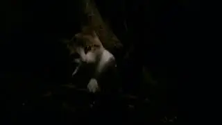 Сонька