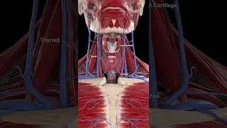 🌟 The Thyroid Gland: Your Body’s Metabolic Regulator 🌟 #anatomy