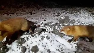 '