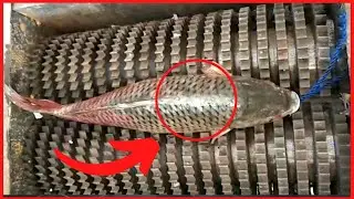 🔥 This fish is not a meme #subscribe