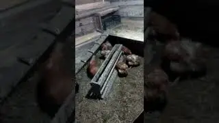 Завтрак в курятнике.