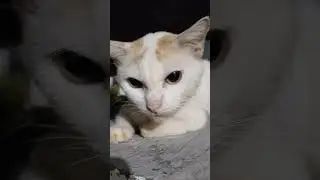 Si Paling Cool. #shorts #cat #catlover #kitten #cats #kucing