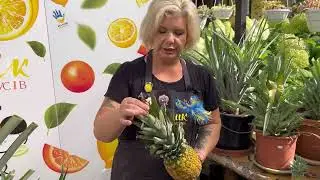 Все про ананаси! Плоди, пересадка, детки,  вкорінення
