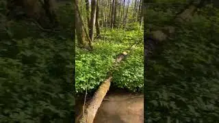 #лес