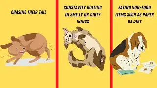 15 Odd Dog Behaviors and What They Actually Mean