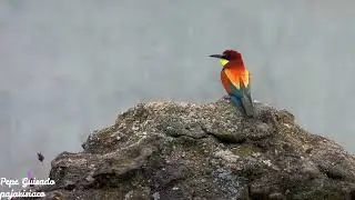 El Abejaruco se posa en una piedra y la Cigüeña Blanca pescando