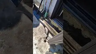 Сфинкс проверяет погоду на гулябельность. #sphinxcat #funyanimals_video #shorts #весна