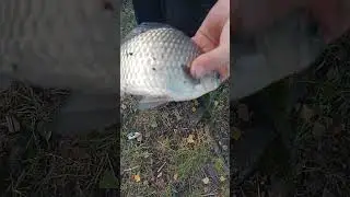 мы на рыбалке #рыбалка #carpfish