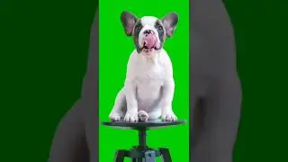 Green screen video material dog # material sharing # lvmu material # video material#greenscreen