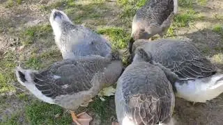 Гуси любят есть капусту