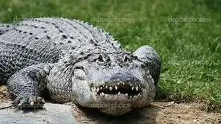 Gator the Lamer!!!