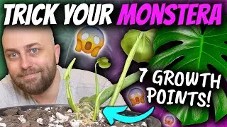 How to ACTIVATE many NODES on your MONSTERA | Thai Constellation & Platinum Mint Updates