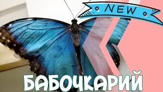 Бабочкарий или оригинальный подарок для ваших деток с бабочками! Смотри до конца! Кормим бабочку 🦋 😲