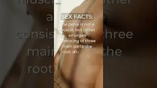 The Anatomy of the Penis: Understanding the Root, Shaft, and Head 