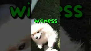 How CUTE is this Dog Trick 😱 | Wholesome Moments