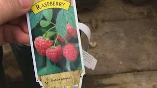 New Additions to the Garden
