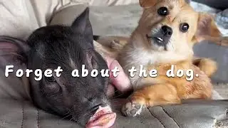 Don't worry about the dog for now, go save Cherry #cutepet #dog