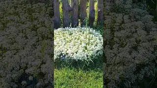 Алисум вегетативный Сноу Принцес.
