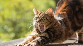 Зачем кошке усы