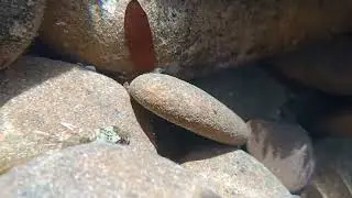 Rockpool fish