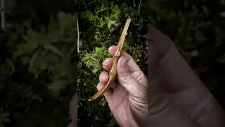 Baked ash spoon