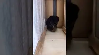 Злой щенок.