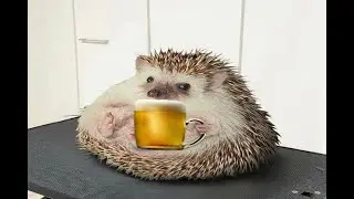 ПИВНОЙ ЕЖИК - ОТКУДА МЕМ?