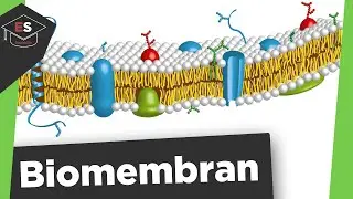 Biomembrane - Structure and Function - Liquid Mosaic Model - Biomembrane structure and function e...