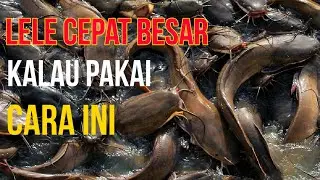 part-02 Program unggulan kelurahan Air jamban- materi pemilihan bibit yang baik @ighlinkbudidaya
