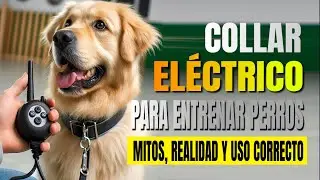 Collar electrico Schnauzer gigante