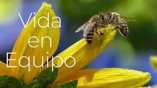 La Vida Secreta de los Insectos