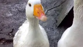 НАША ГУСКА ЛЕДИ ГАГА ЗВЁЗДОЧКА.