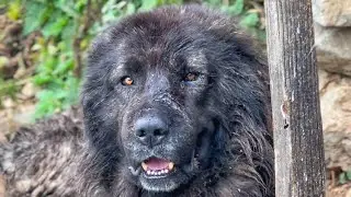 BLACK SEA SHEPHERD DOGS ~ LIONS OF THE MOUNTAINS