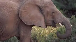 African Elephants