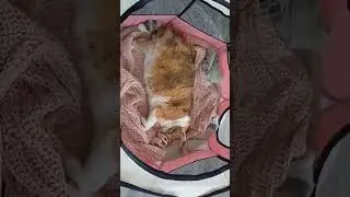 Кошкин дом