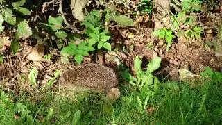 Gotta go fast...
