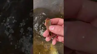 Good find while fishing #fishing#fishingvideo#