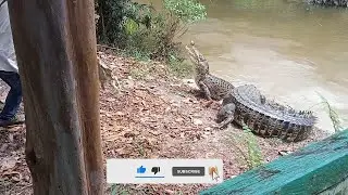 Feeding Time Buaya Muara (CROCODYLUS POROSUS) di TWA Bukit Tangkiling