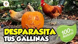 10 remedios naturales para desparasitar a tus gallinas 🐔🪱