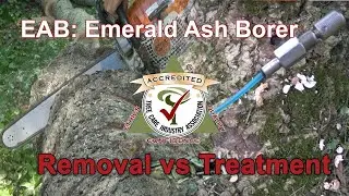 EAB Treatment or removal