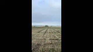 журавли