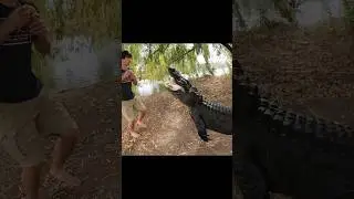 ALLIGATORS Gone Wild! Feeding Time!