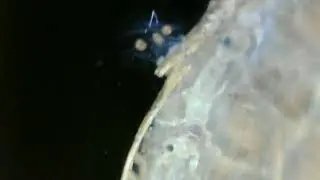 Haploembia solieri. Нимфы