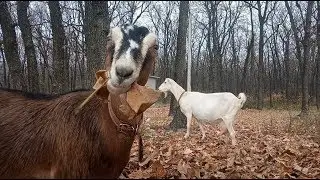 Козы без ушей в Новой Усмани