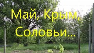 Май, Крым, Соловьи...