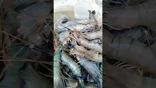 shrimp fish || গলদা চিংড়ি 