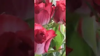 happy Rose day statue no copyright