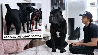 Leaving Our Cane Corsos Behind